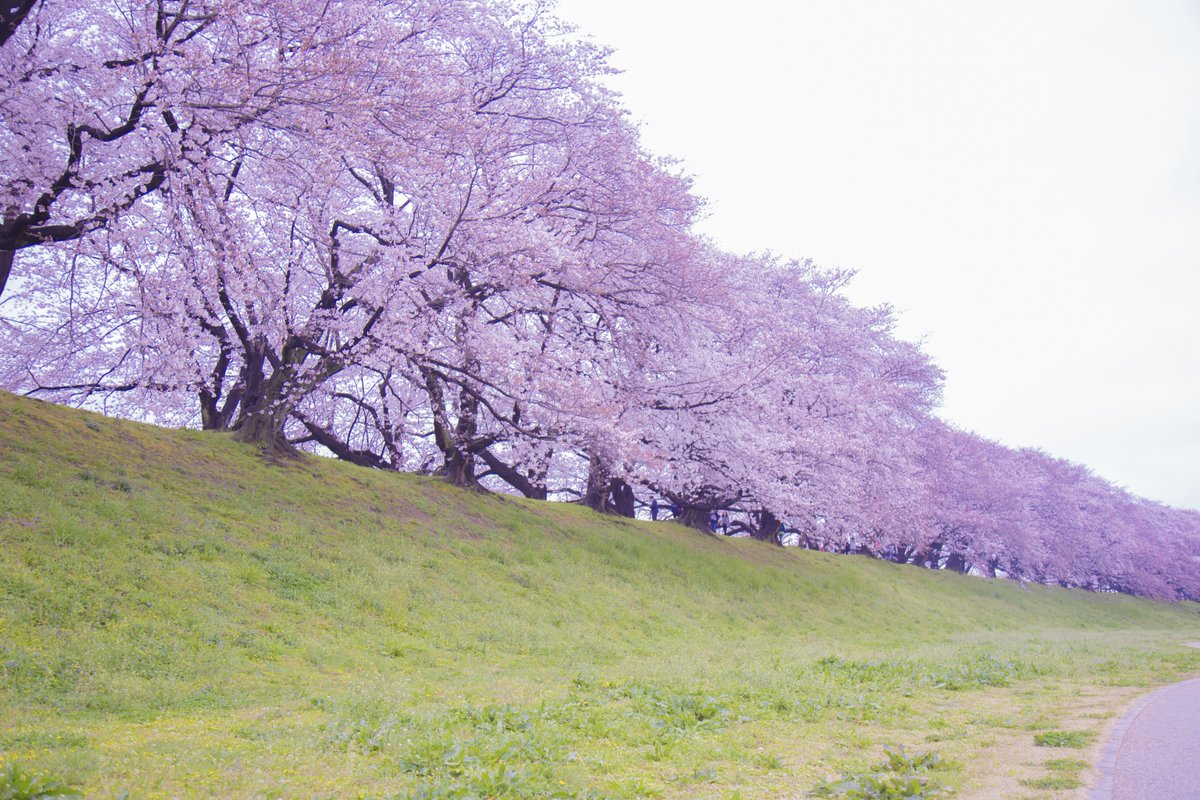 澱川河川公園