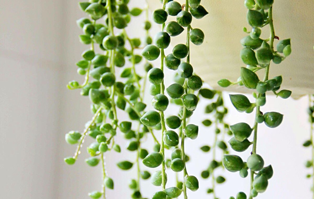 喜欢养垂吊多肉植物,情人泪你肯定会喜欢,漂亮好养长爆盆!