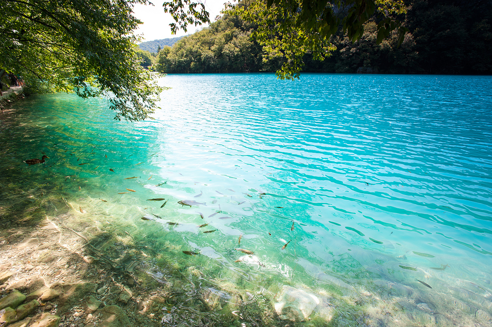 和大自然的亲密接触# 湖水荡漾,仿佛大自然在为你讲述水中的故事.