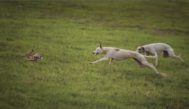 两只狗狗草原围追野兔子,不想兔子太狡猾狗狗丢尽了脸
