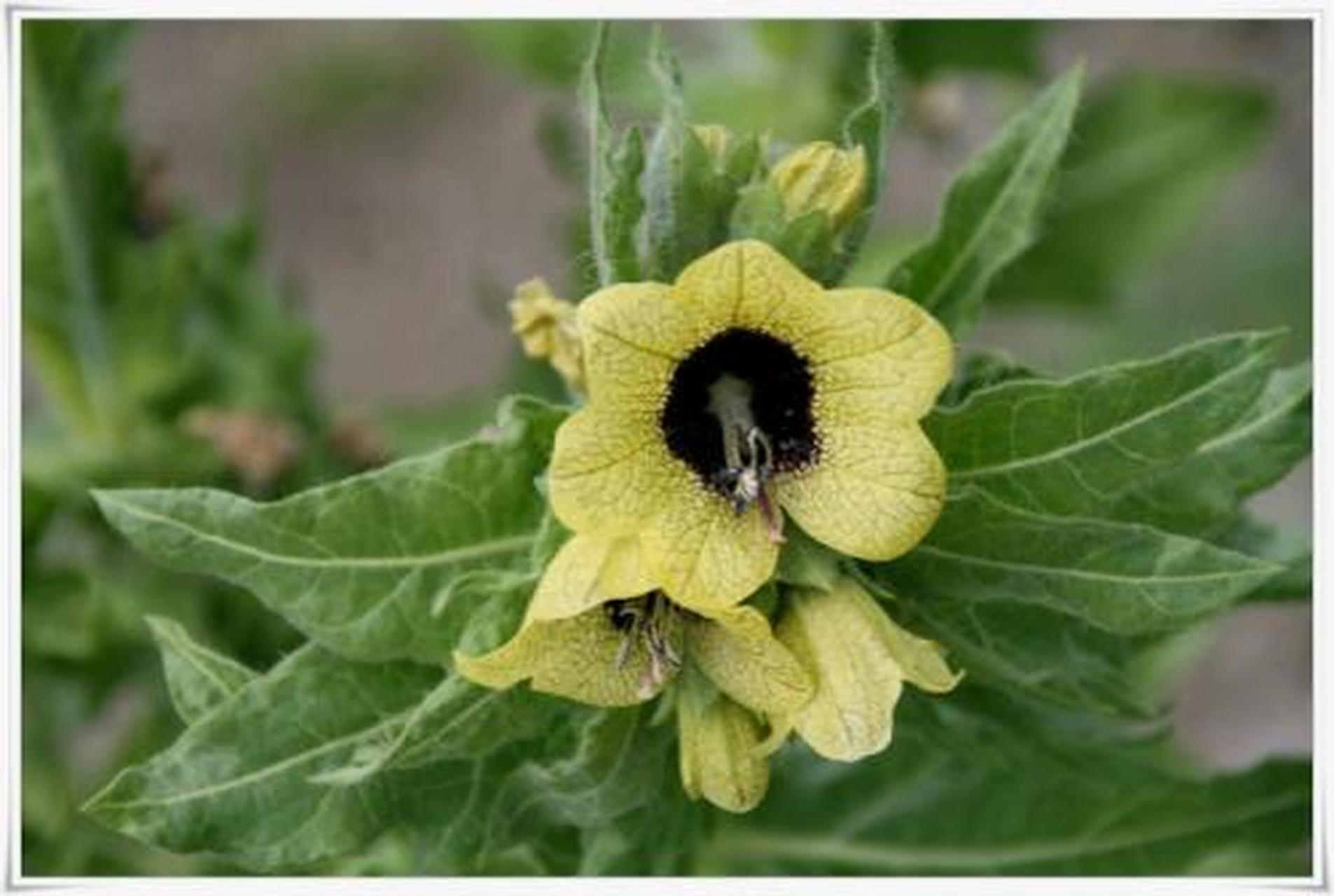为茄科植物东莨菪的根茎.我国东北有栽培.