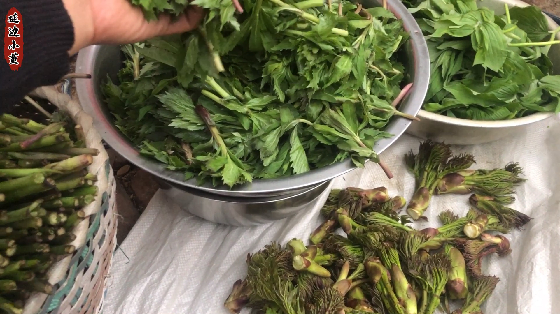 东北山野菜种类繁多,吃法也多,清炒凉拌蘸酱,各有各的味道