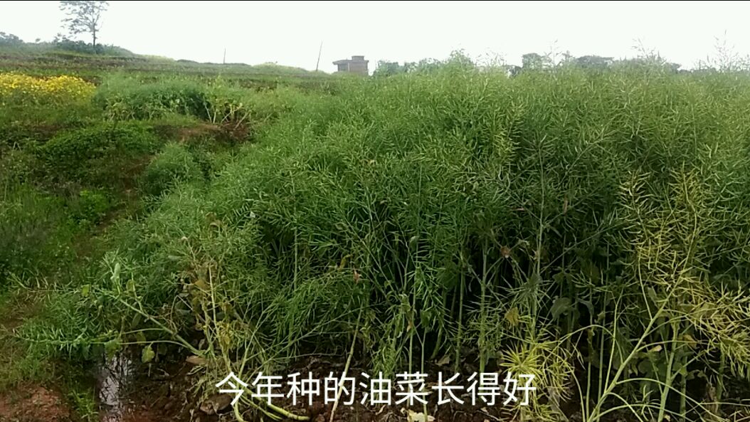 今年油菜长得好,油菜籽快熟了,吃油也不愁了