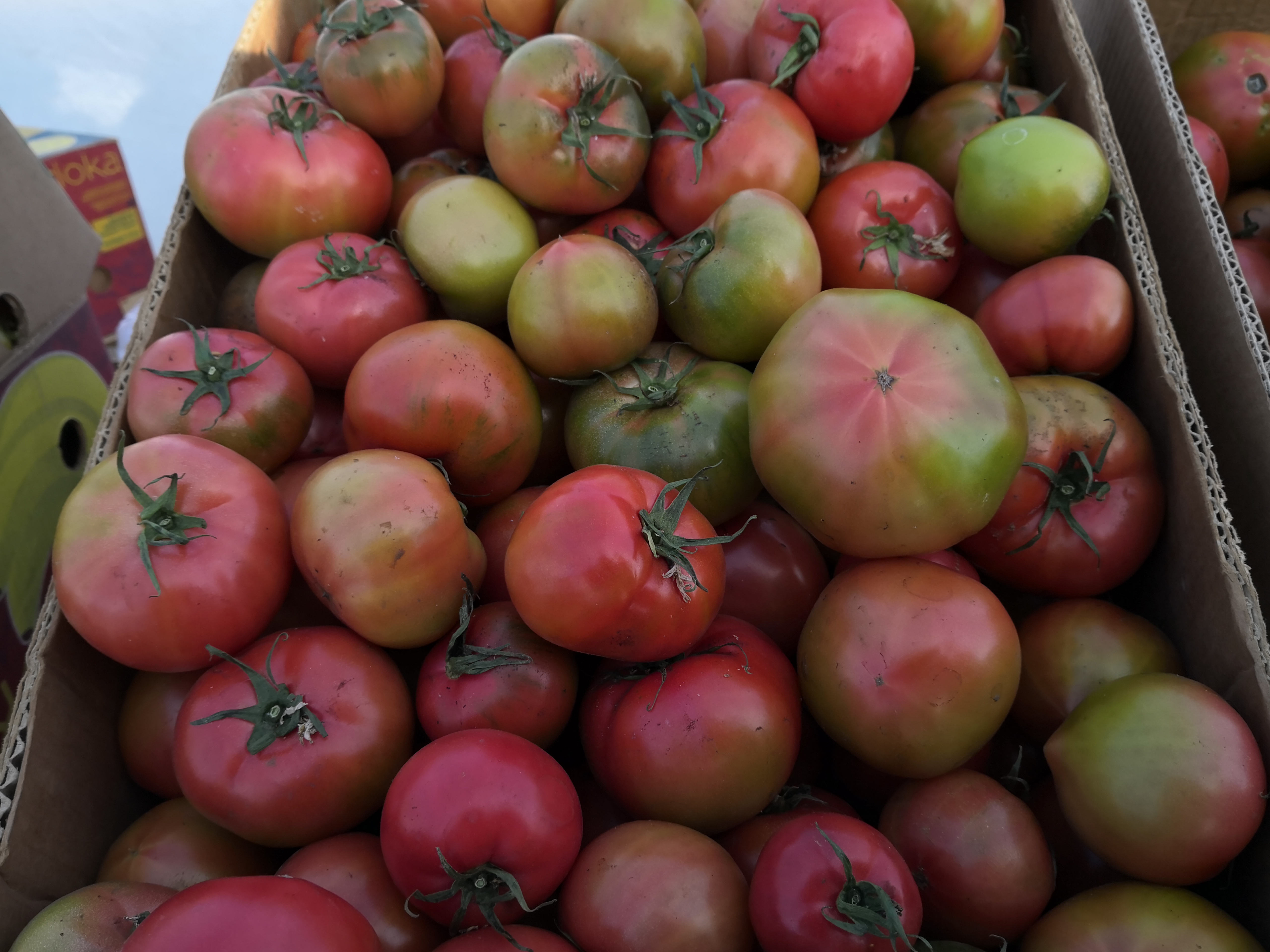 冬至,黑龙江大庆的嘎啦果柿子10元一斤,卖出了猪肉价,您会买吗