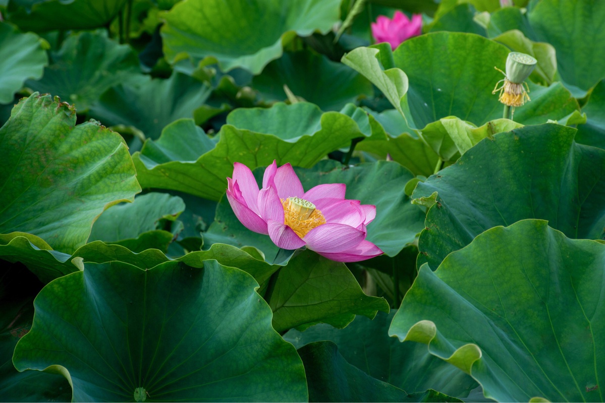 摄影:麒麟水乡千亩荷花 转载自百家号作者:小佳摄影