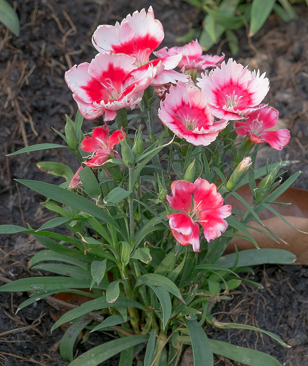 虽同属于石竹科石竹属,但形态,香气,寓意和用途上存在差异.