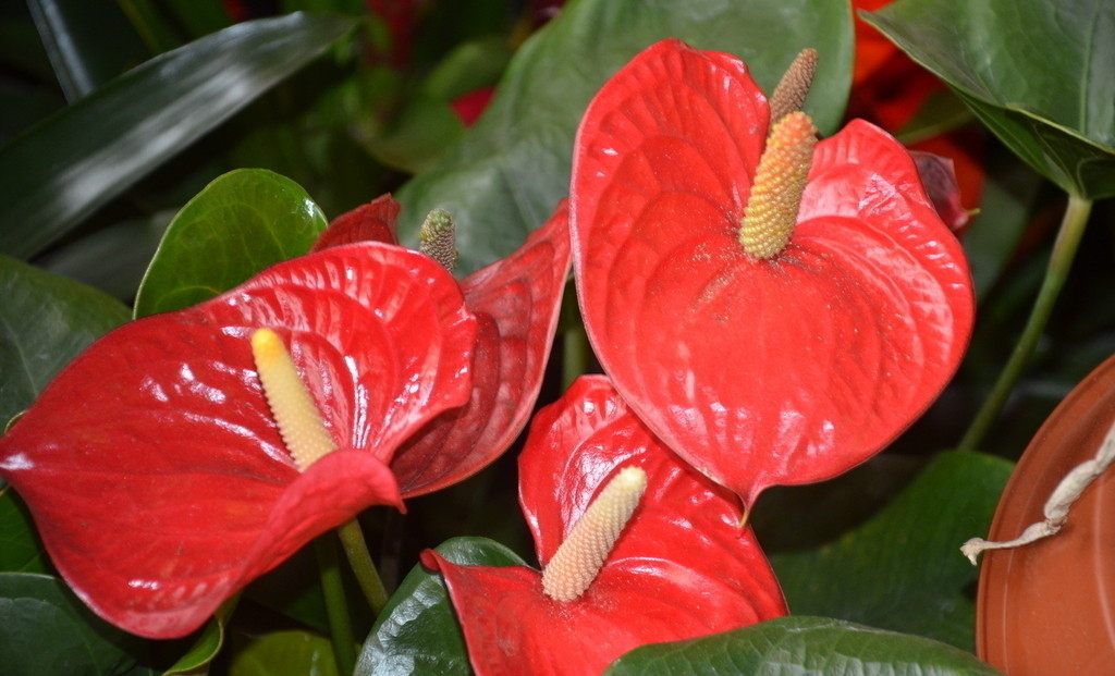 这几种招财花,家中各养一盆,旺运有招财