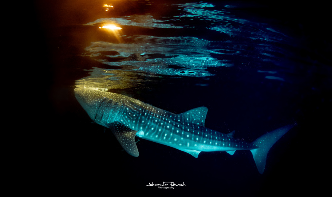 「物种」谁说大家伙就一定凶?-鲸鲨