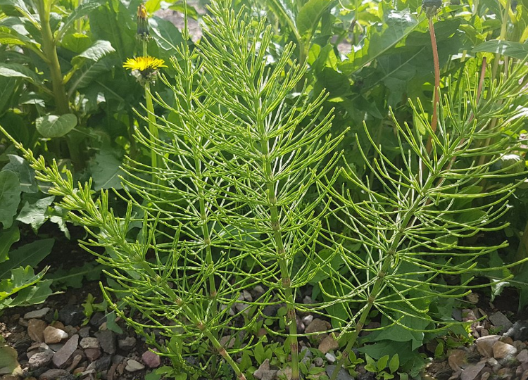 这种草俗称"接骨草",从前常被用来打磨家具,如今已经很少见!