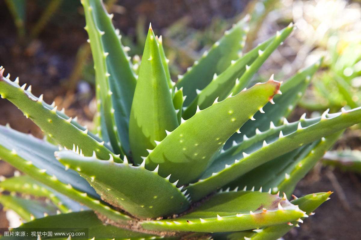 芦荟常年是绿色,多肉质的草本植物,茎较短.