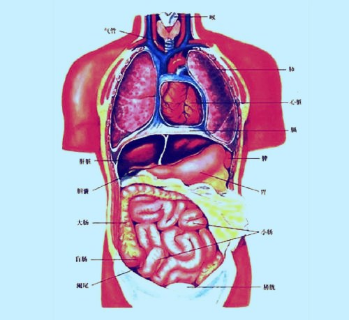 中医里的五脏六腑到底是什么(一)——五脏