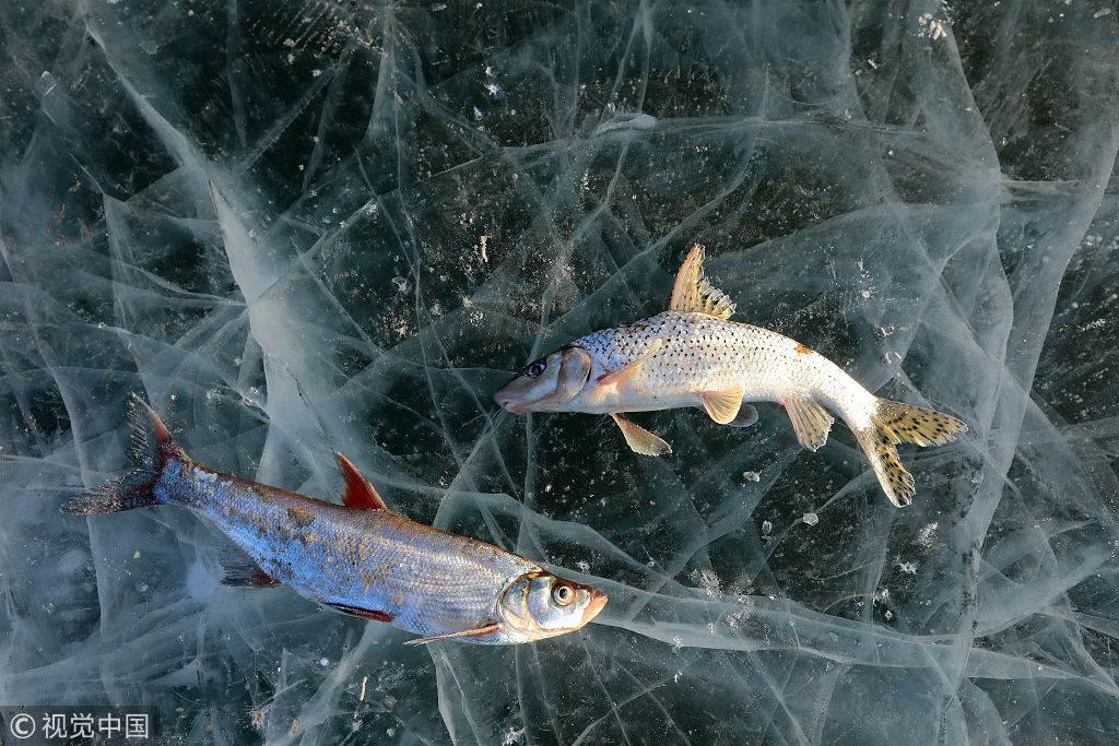 哈尔滨松花江一网20多条鱼破冰而出 白鱼鲫花活蹦乱跳