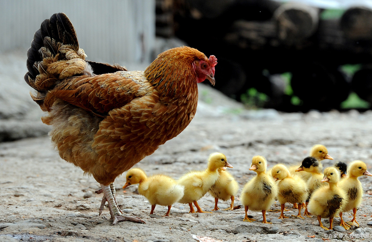 小鸡- 热门商品专区
