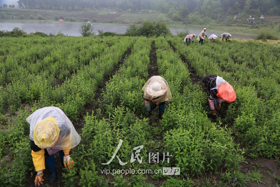 贵州赫章:暮春时节劳作忙