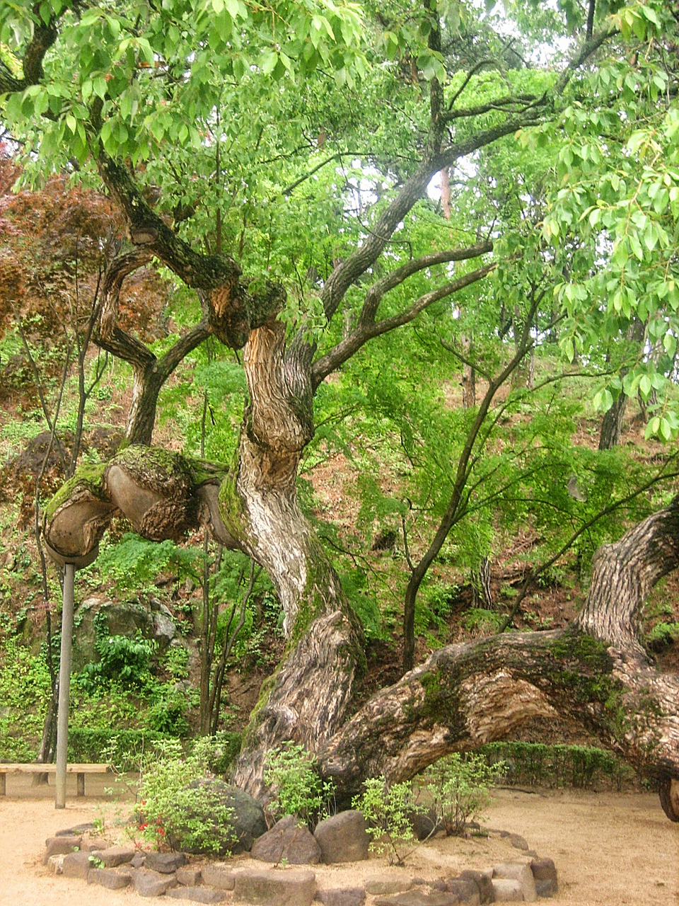 "椿树王"这里有个小故事,据民间传说,西汉末王莽纂位,在王莽赶刘秀之