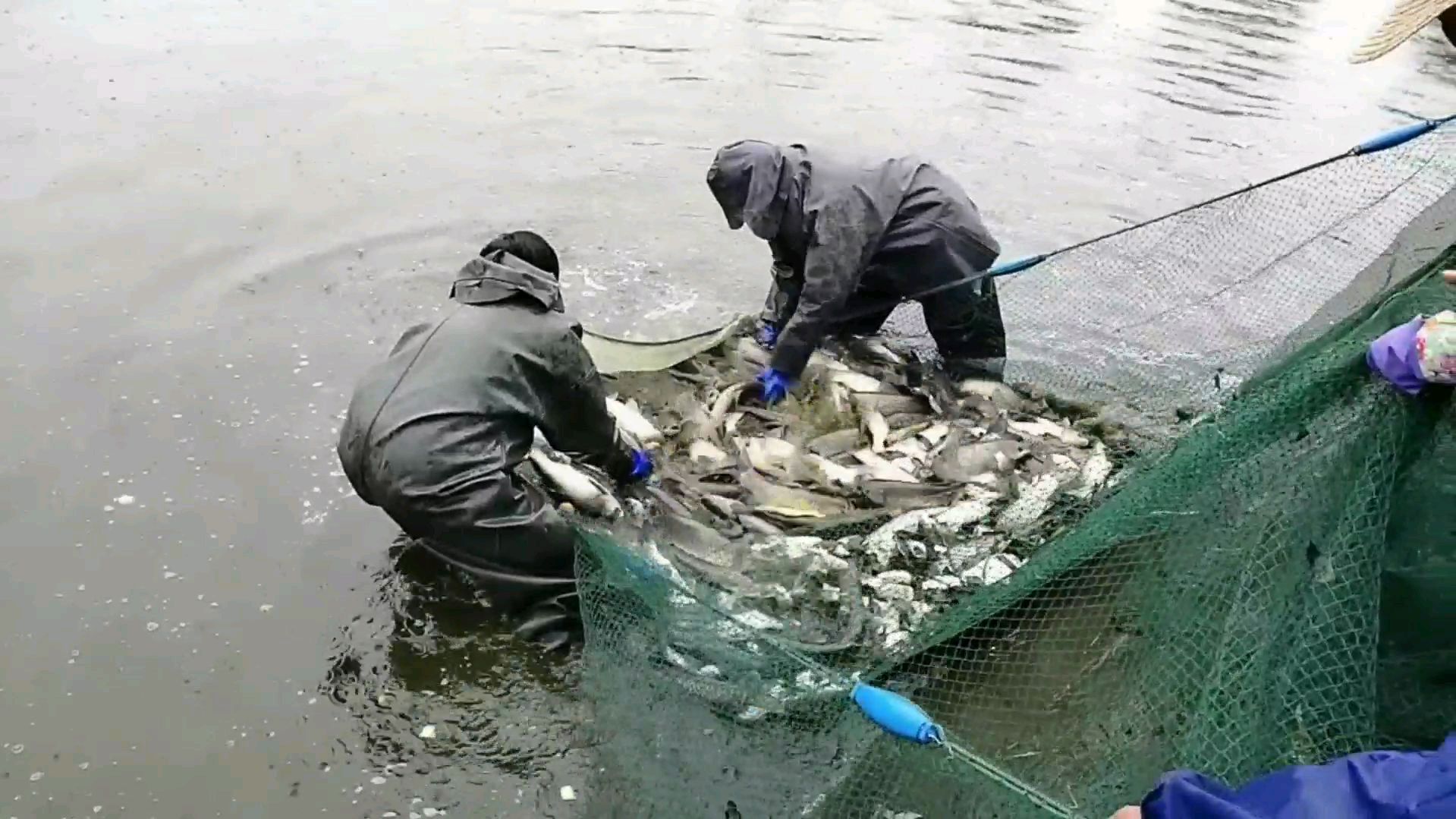 良心老村长:将两斤多的草鱼以七块钱一斤出售