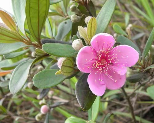 浦桃,和扁桃一样大小的果,不过比较脆.