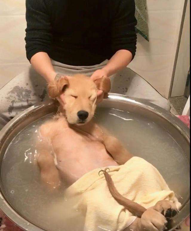 狗狗洗澡表情包图片