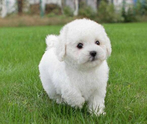 最受女士欢迎的狗,比熊犬的喂养注意事项,不能忽略的这几点