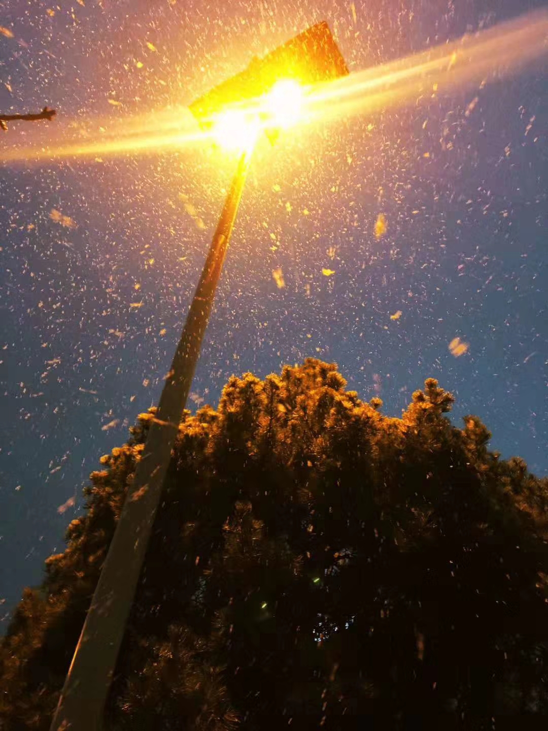 记18年冬天的第一场雪,大雪中的日照,美的不像话