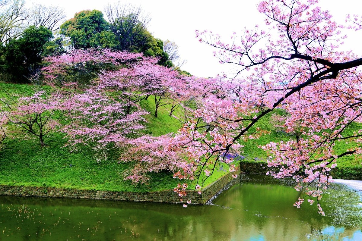 河边花盛开,香气随流水 转载自百家号作者:小佳摄影