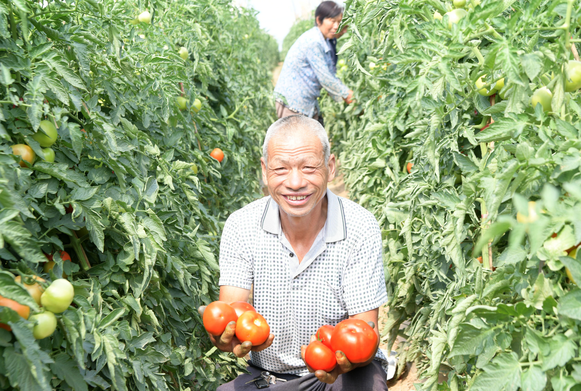 古縣岳陽鎮張才村打造蔬菜示範園區 帶領貧困群眾脫貧致富