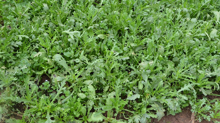 小乐聊三农:如何更好地种植茼蒿?想要提高产量怎么办?