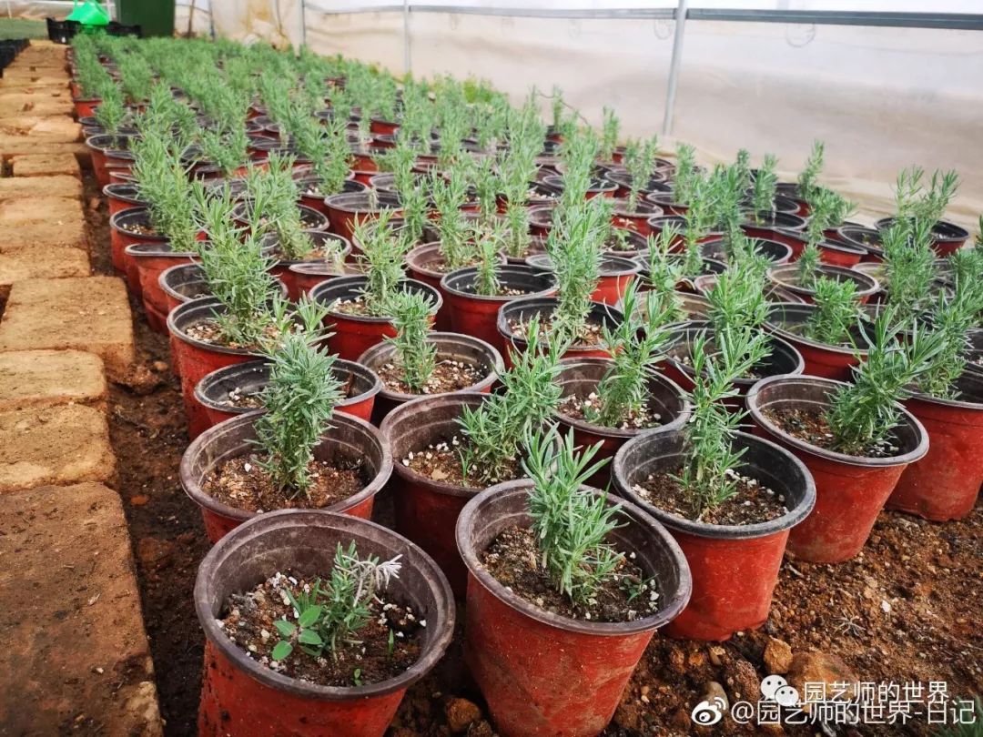 薰衣草种苗 - 2020年最新商品信息聚合专区 - 百度爱采购