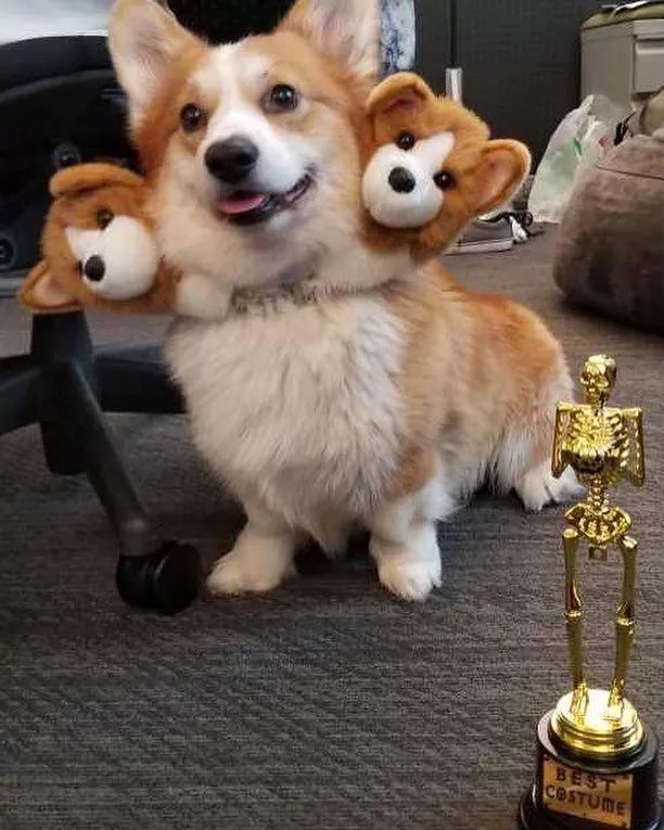 被这只地狱三头恶犬给萌晕了