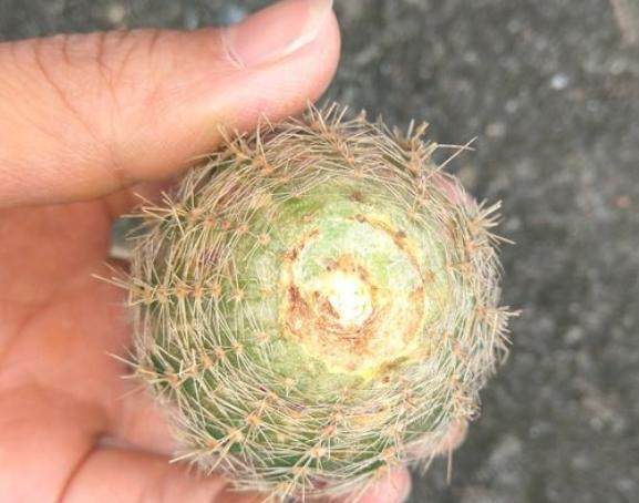 教你"无根"仙人球的生根技巧,球体不易烂,7天冒出大白根