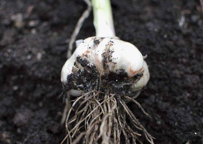 商品专题_害虫药大蒜地下虫害主要有蒜蛆,迟眼蕈蚊,蛴螬,刺足根螨,地