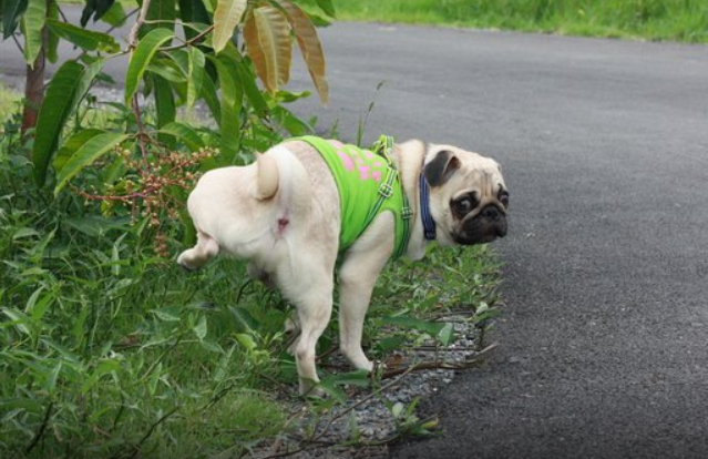 狗狗经常小便意味着什么?你应该做什么?