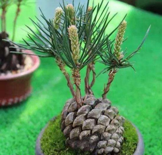 路边捡一个"松塔",却成了养花的"宝贝",值钱啦