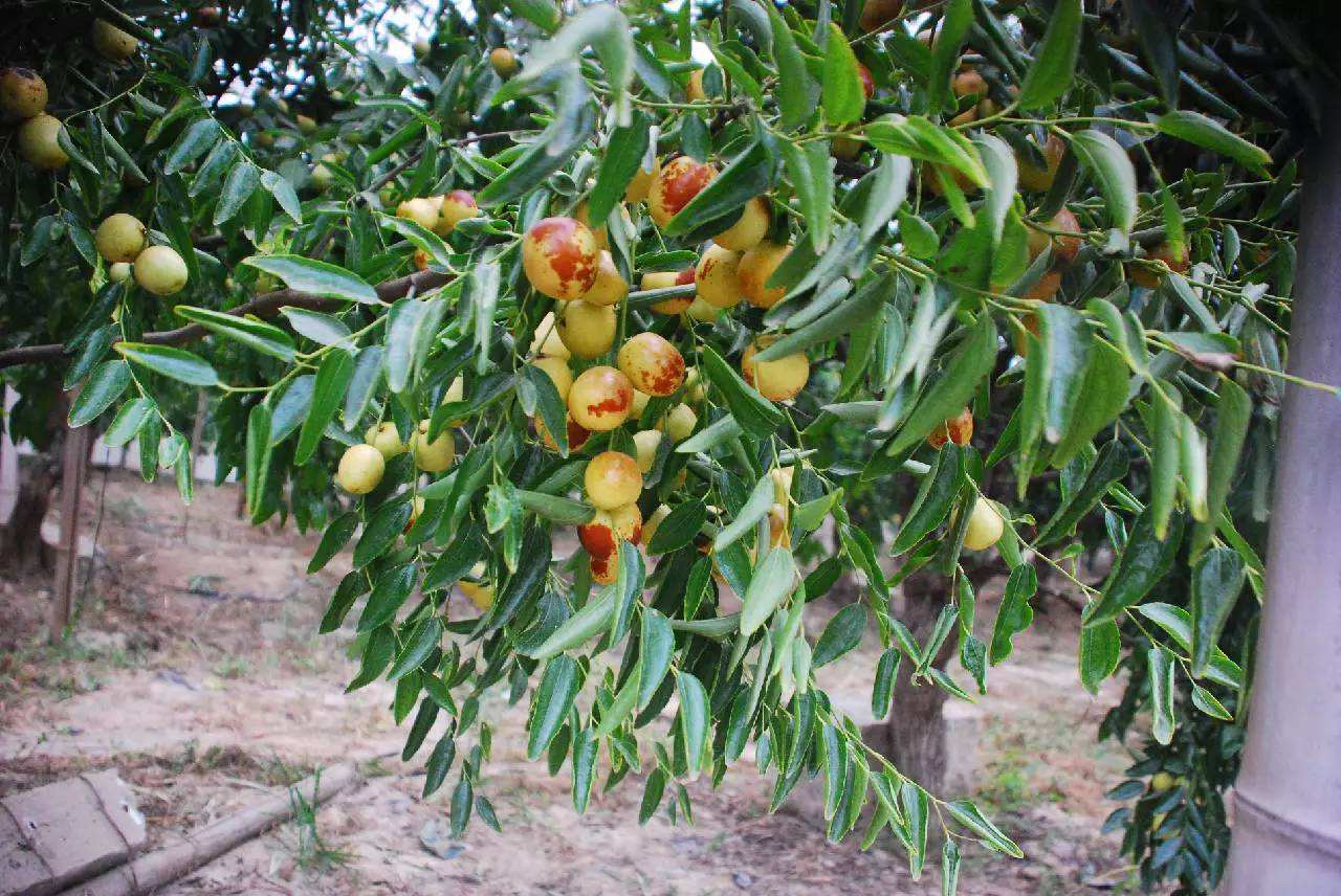 发展无公害枣树栽培的意义及发展前景