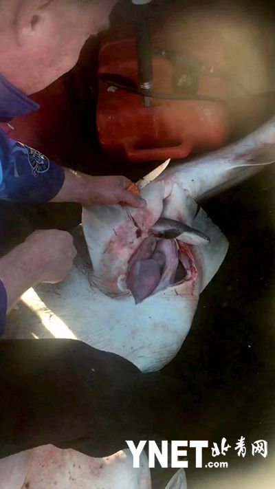 渔夫钓上一条死鲨鱼 剖开腹部一看竟有98条鲨鱼幼崽