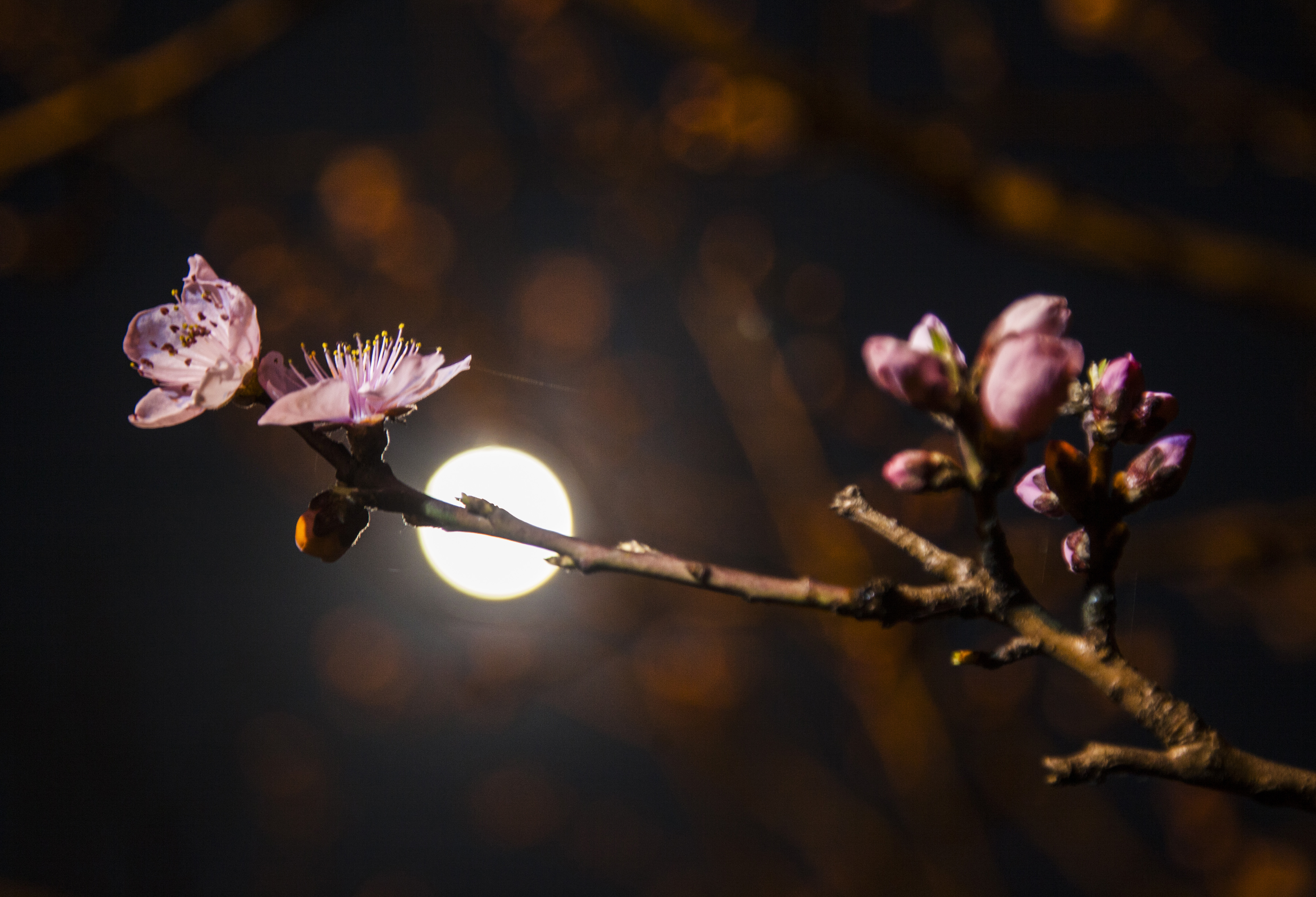 2019年3月20日贵州黔西拍摄月下桃花(超级月亮之夜)