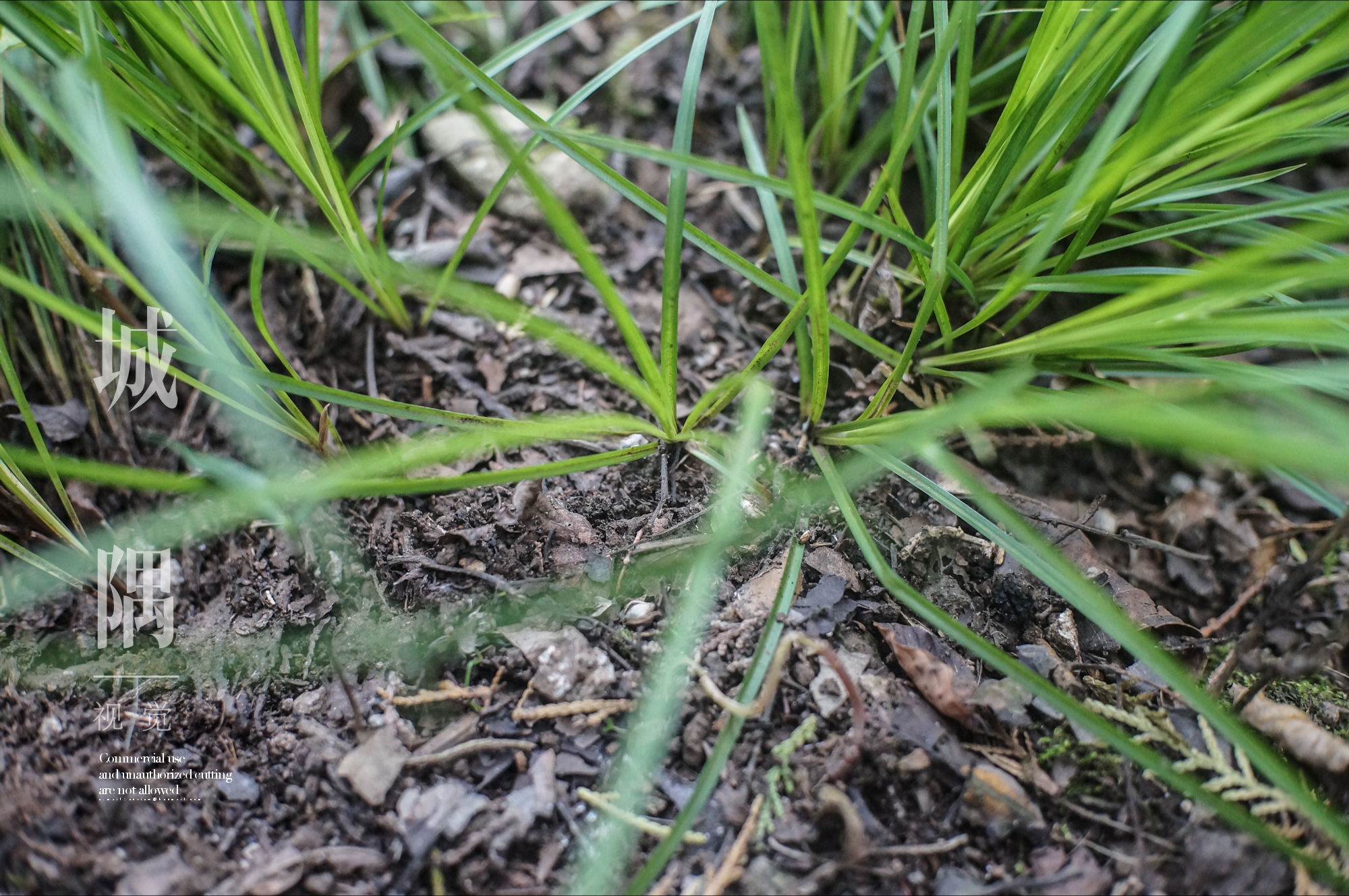 小薹草是莎草科多年生草本,叶子很细,是常见野草或绿化草.