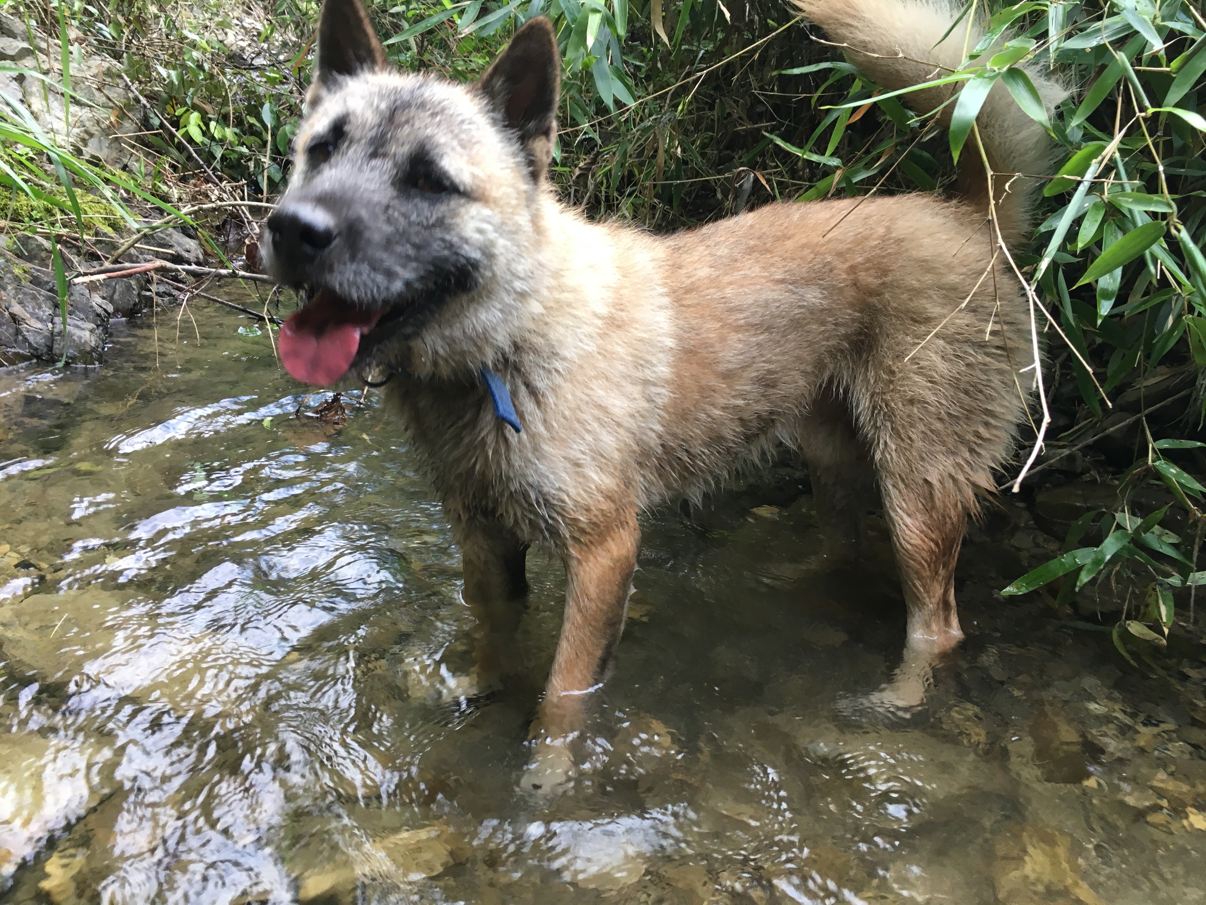 川東獵犬為中國四大獵犬之一(另外三犬分別是:青川犬,下司犬,涼山犬)