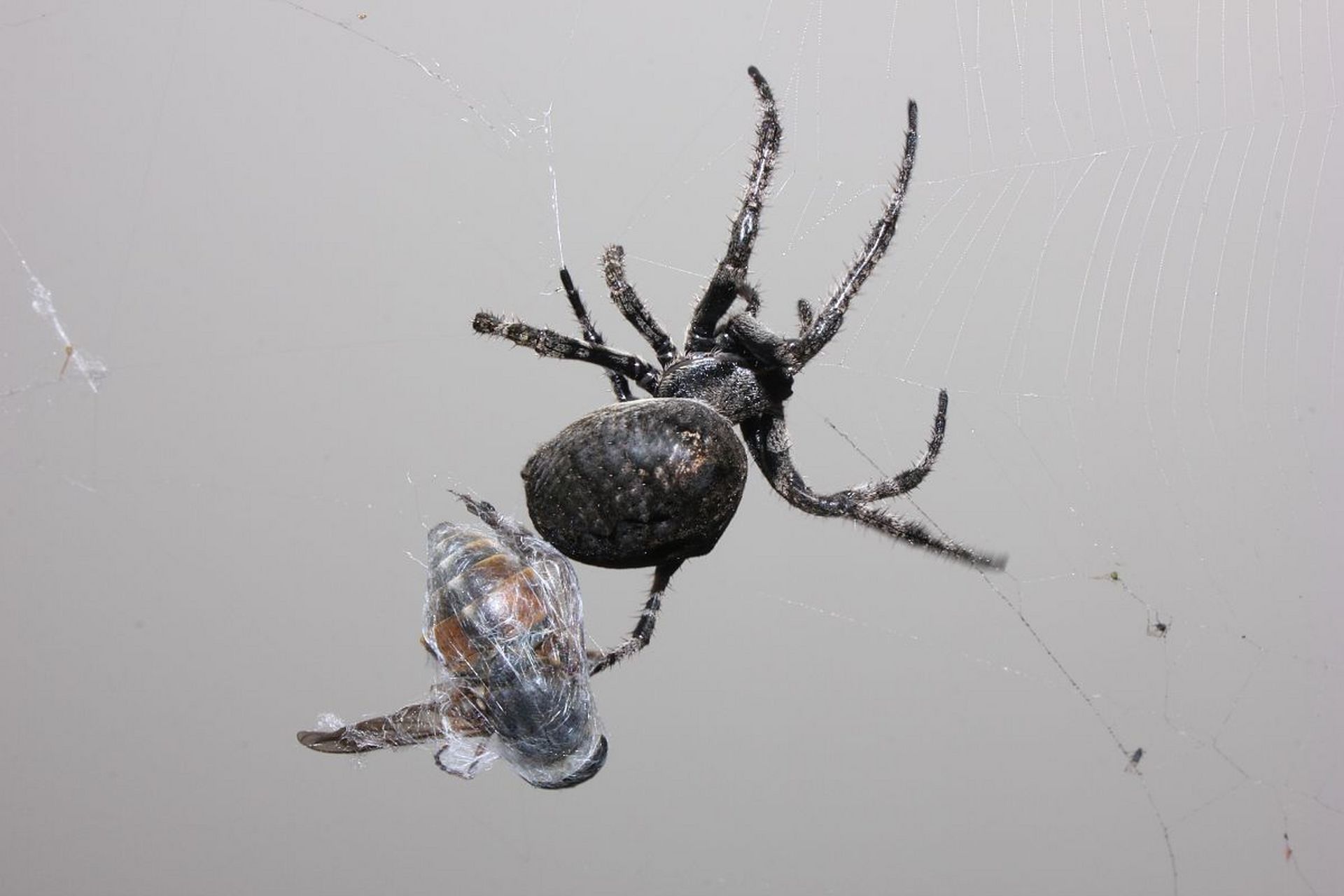 [原文:蜘蛛喜欢吃什么?