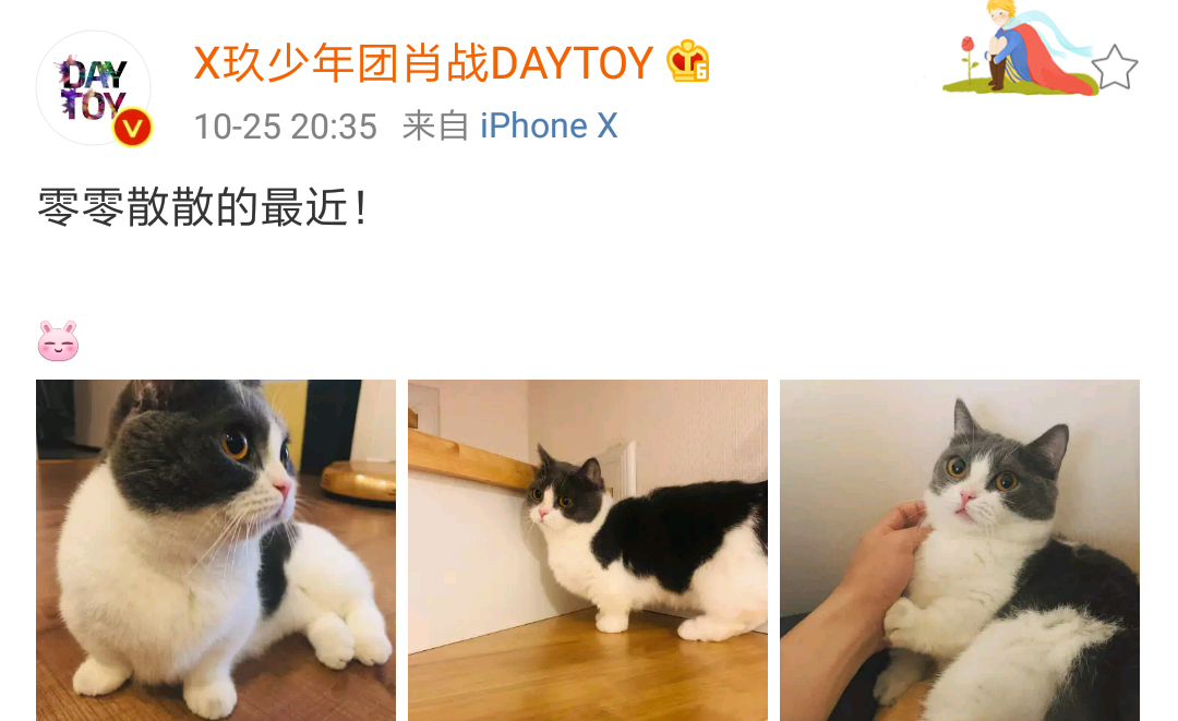 肖战晒宠物坚果,要求减肥,小飞侠:我们坚果是有爷爷奶奶的孩子