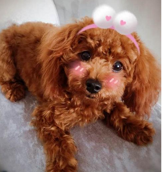 泰迪秒变哈士奇撕家,女子到家看到这幕,气得大喊今晚吃狗肉!