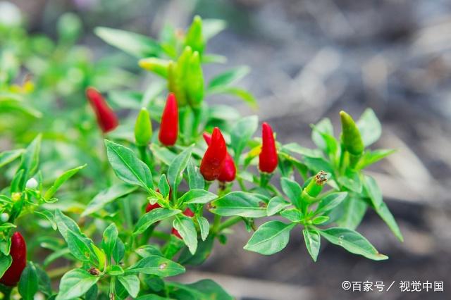 种植春露地辣椒,掌握这些栽培技术要点,轻轻松松获高产