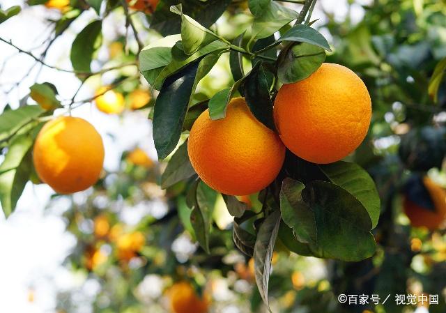 橙子的各个生长期及管理方法