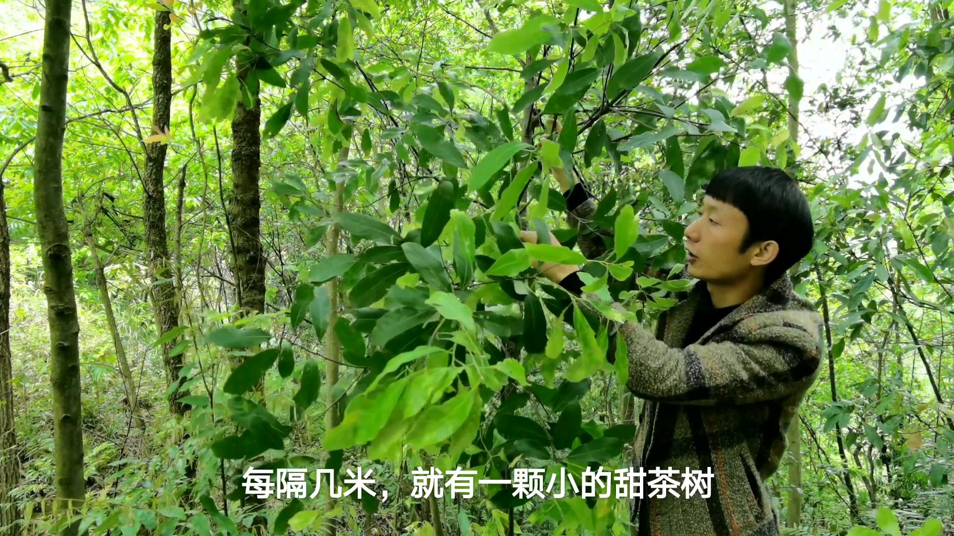 我国南方地区的一种野生甜茶树,小伙这样制作茶叶过程!