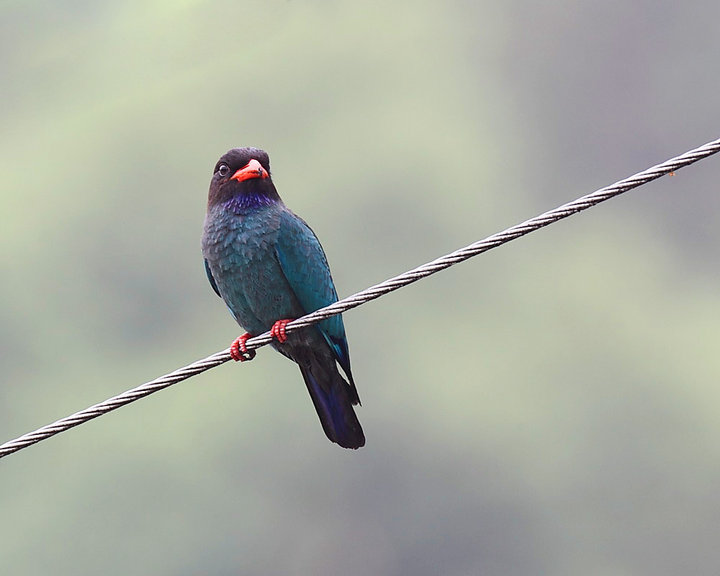 三宝鸟,初级飞羽基部具淡蓝色斑,飞翔时甚明显