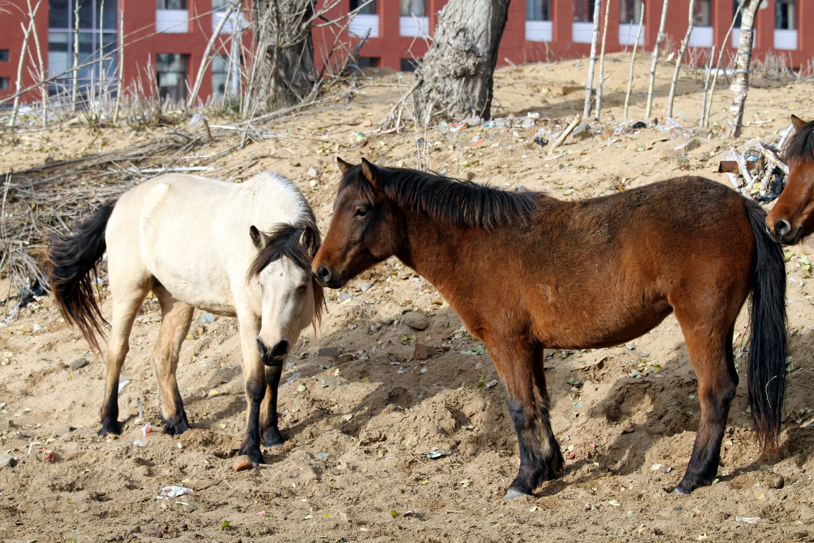 乌审马文化博物馆外景二