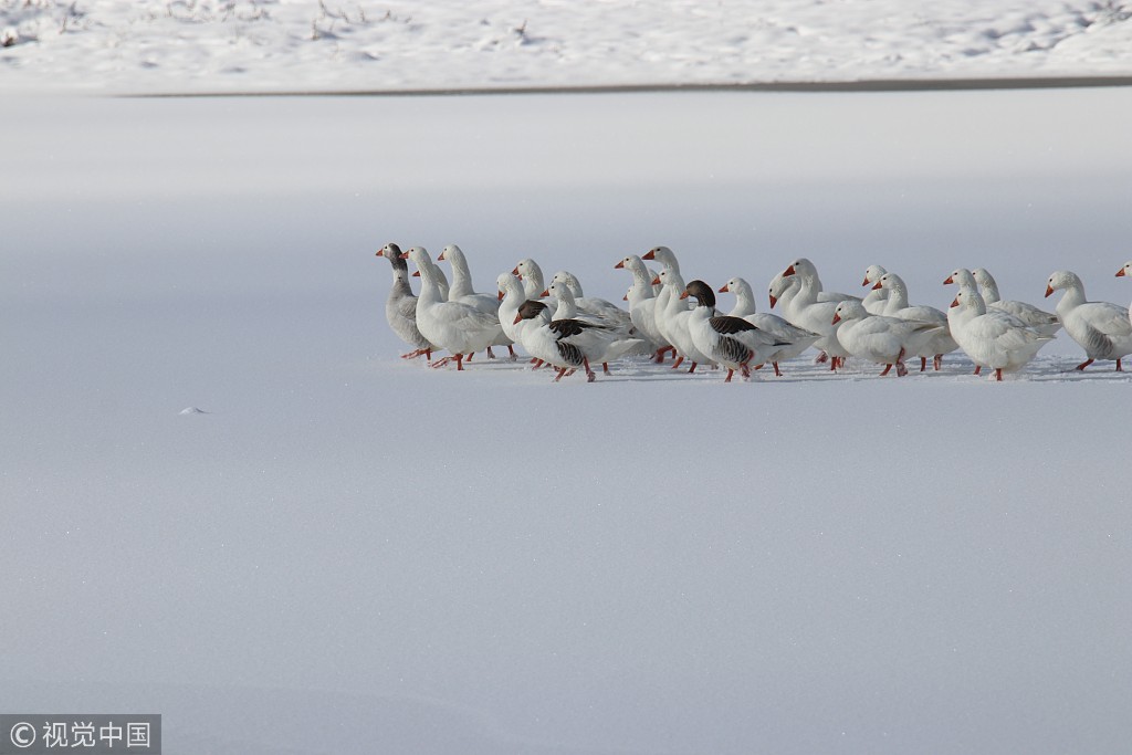 土耳其:一群鹅走在结冰的湖面上 憨态可掬惹人爱