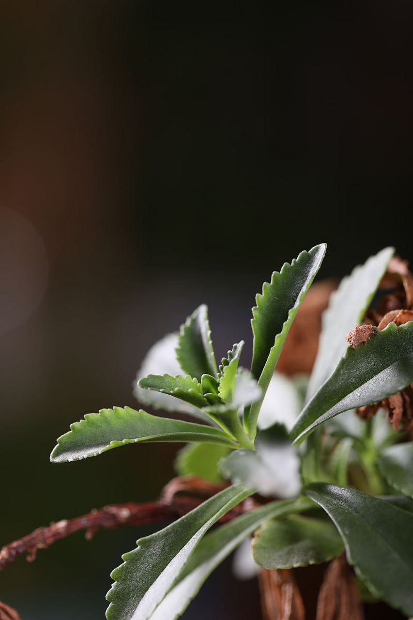 金骨换草药图片图片