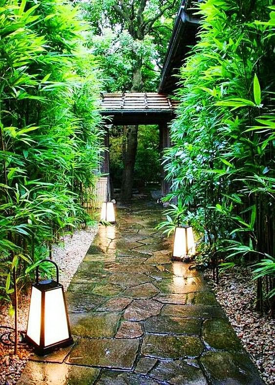 庭院竹子 
