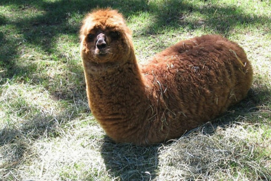 羊驼- 热门商品专区